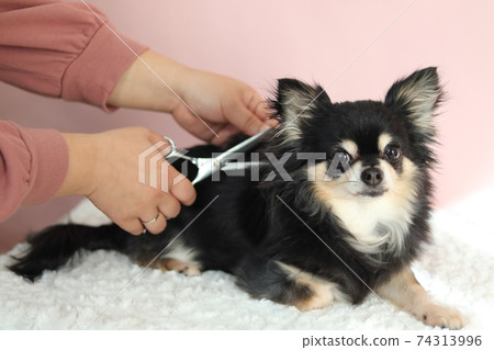 Chihuahua dog to be trimmed by a woman Chihuahua dog to be trimmed by a woman 74313996