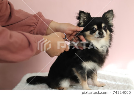 Chihuahua dog being trimmed 74314000