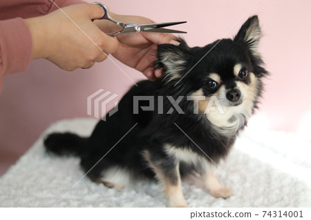 Chihuahua dog being trimmed 74314001