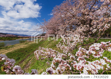 排櫻桃樹 74314320