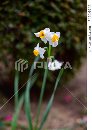 Narcissus blooming in the garden 1 74314943