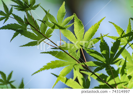 Fresh green and sunbeams Fresh green and sunbeams 74314997