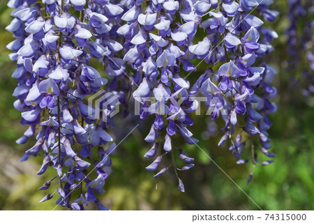 美麗盛開的紫藤花 美麗盛開的紫藤花 74315000