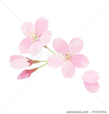 Sakura Sakura Somei Yoshino 74315458