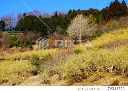 神奈川縣松田町Yadoriki Robai花園 74315531