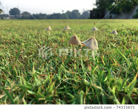 Selective focus on the mushrooms grow from the grass field at the backyard 74315655
