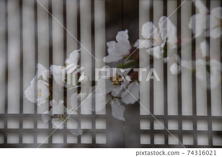 梅花盛開在傳統韓屋的窗戶上 74316021