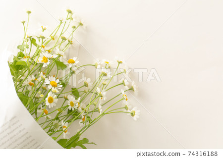 Bouquet of Matricaria 74316188