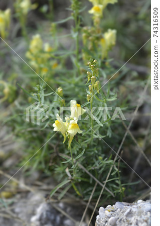 Common toadflax Common toadflax 74316509