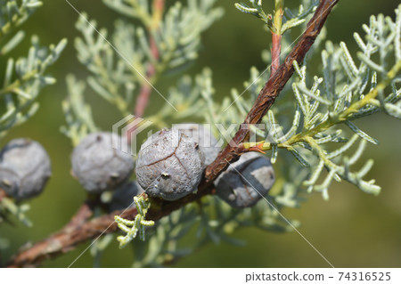 Blue Arizona Cypress 74316525