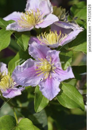 Clematis Piilu 74316526