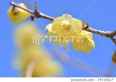 Wax plum Wax plum 74316627