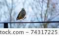 鳥 74317225