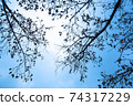 天空樹 74317229
