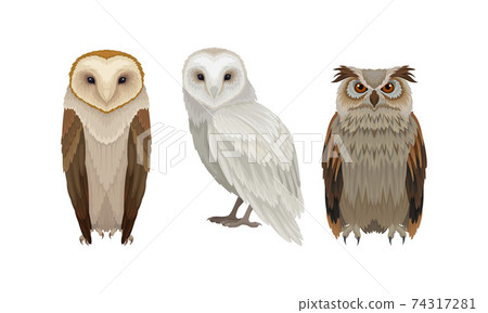 Different Species of Owls as Nocturnal Birds of Prey with Hawk-like Beak and Forward-facing Eyes Vector Set 74317281