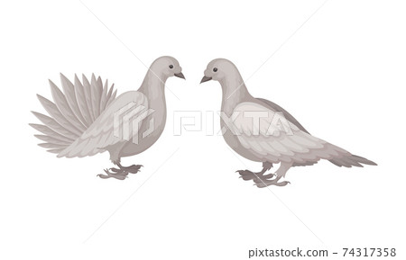 White Domestic Pigeon or Dove as Feathered Bird Vector Set 74317358