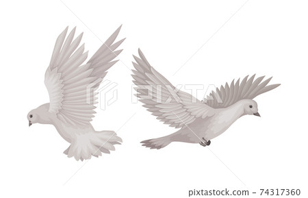 Grey Domestic Pigeon or Dove as Feathered Bird Vector Set 74317360