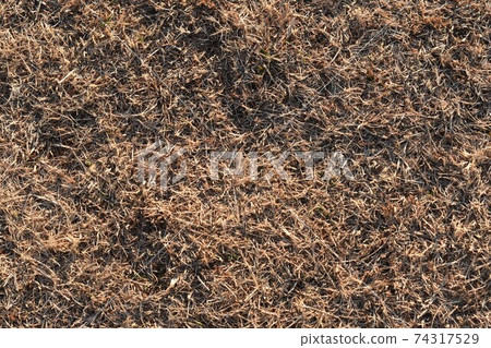 Winter lawn Winter lawn 74317529