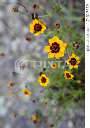 Cosmos Cosmos 74317639