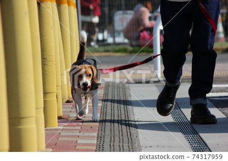 Beagle dog walk Beagle dog walk 74317959