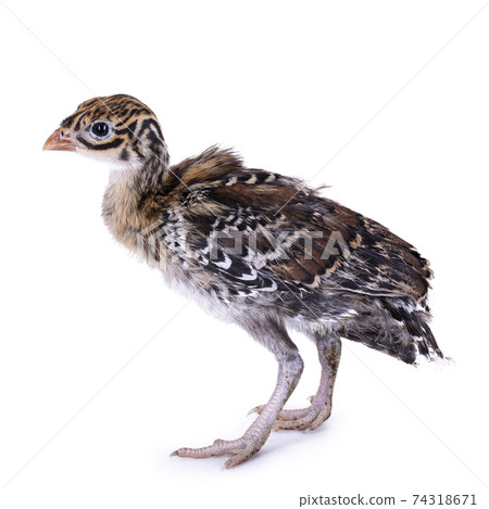Guineafowl chick on white background 74318671