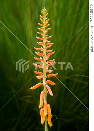 Aloe Vera red flowers with long petals, beautiful in nature. Aloe Vera red flowers with long petals, beautiful in nature. 74318949