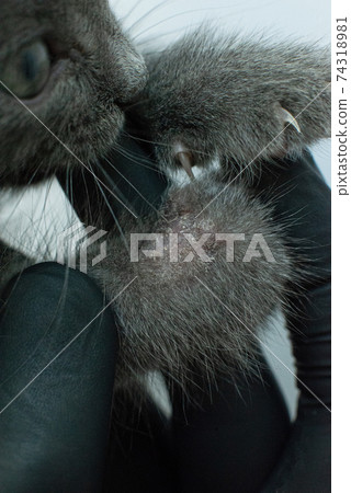 deprive close-up on the skin of a cat. Diseases of pets. deprive close-up on the skin of a cat. Diseases of pets. 74318981