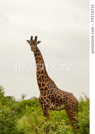 Giraffe isolated in Tsavo Giraffe isolated in Tsavo 74319316