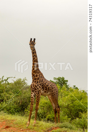 Giraffe isolated in Tsavo Giraffe isolated in Tsavo 74319317