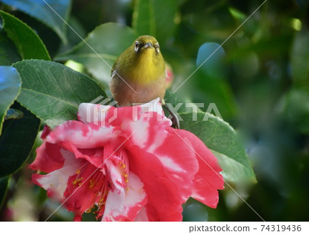 White-eye that came to suck the honey of camellia White-eye that came to suck the honey of camellia 74319436