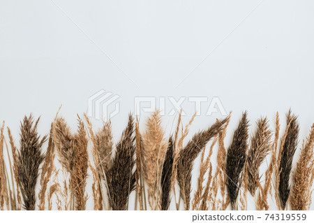 Reeds foliage branches bouquet on neutral white background. Flat lay, top view. Floral design. Reeds foliage branches bouquet on neutral white background. Flat lay, top view. Floral design. 74319559