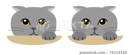 偷窺灰貓 偷窺灰貓 74319589