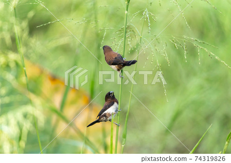 Pair of White-rumped Munia birds eating small seeds, also known as locally (vee kurulla). 74319826