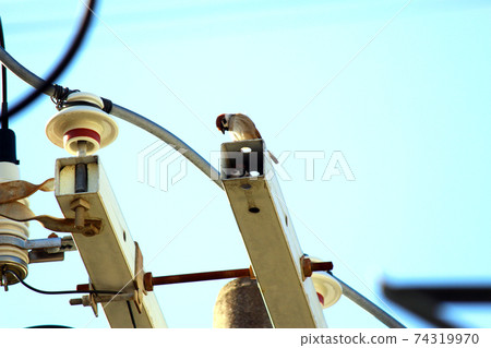 A sparrow looking into the arm of a telephone pole 74319970