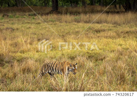wild female bengal tiger walking in tall grass for territory marking during outdoor jungle safari at kanha National Park or Tiger Reserve Madhya Pradesh India - panthera tigris tigris wild female bengal tiger walking in tall grass for territory marking during outdoor jungle safari at kanha National Park or Tiger Reserve Madhya Pradesh India - panthera tigris tigris 74320617