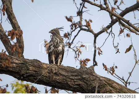 changeable or crested hawk eagle portrait perched on tree trunk at bandhavgarh national park or tiger reserve madhya pradesh india - nisaetus cirrhatus 74320618