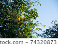 藍天和日本柚子樹 74320873