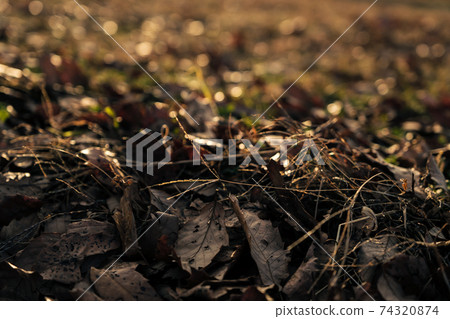 夕陽下的落葉 74320874