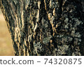 樹皮被夕陽照亮 74320875
