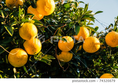 很多日本柚子樹 74320879