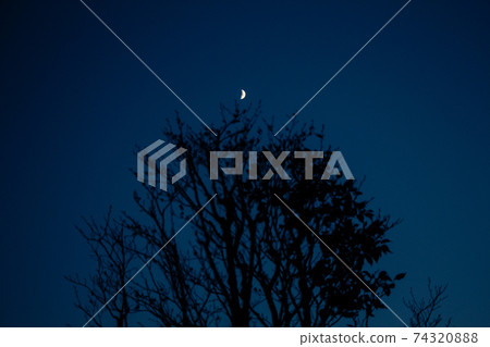 日本樹剪影和半個月亮 74320888