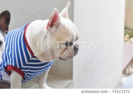 french bulldog or white french bulldog french bulldog or white french bulldog 74321372