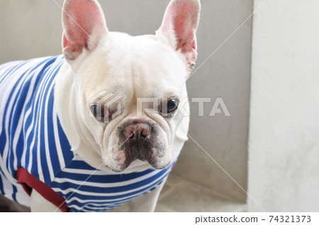 french bulldog or white french bulldog french bulldog or white french bulldog 74321373