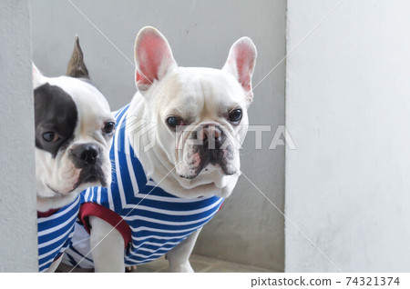 french bulldog or squint-eyed french bulldog french bulldog or squint-eyed french bulldog 74321374