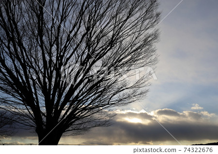 冬天的樹木，雲層和光線 74322676
