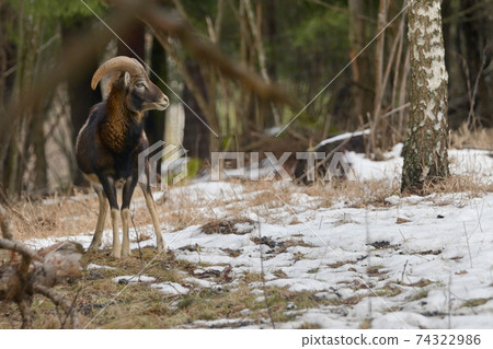 European Mouflon Ovis Ammon Musimon 74322986