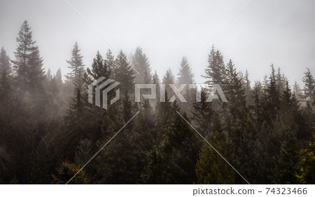 Rain Forest Trees Covered in White Fog during a rainy winter day. Rain Forest Trees Covered in White Fog during a rainy winter day. 74323466