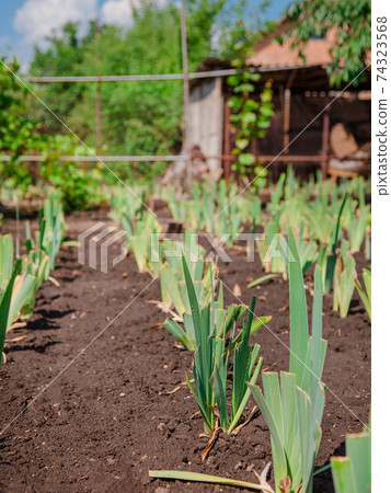 Lilies bloom in the garden, floriculture as a hobby in the summer garden. Concept of gardening, floriculture and landscape design. 74323568
