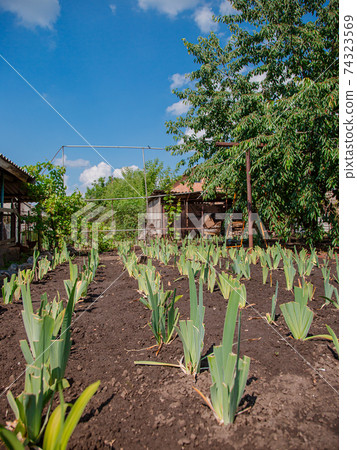 Lilies bloom in the garden, floriculture as a hobby in the summer garden. Concept of gardening, floriculture and landscape design. 74323569