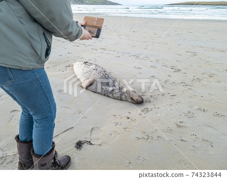 Dead seal lying on Narin beach by Portnoo - County Donegal, Ireland 74323844